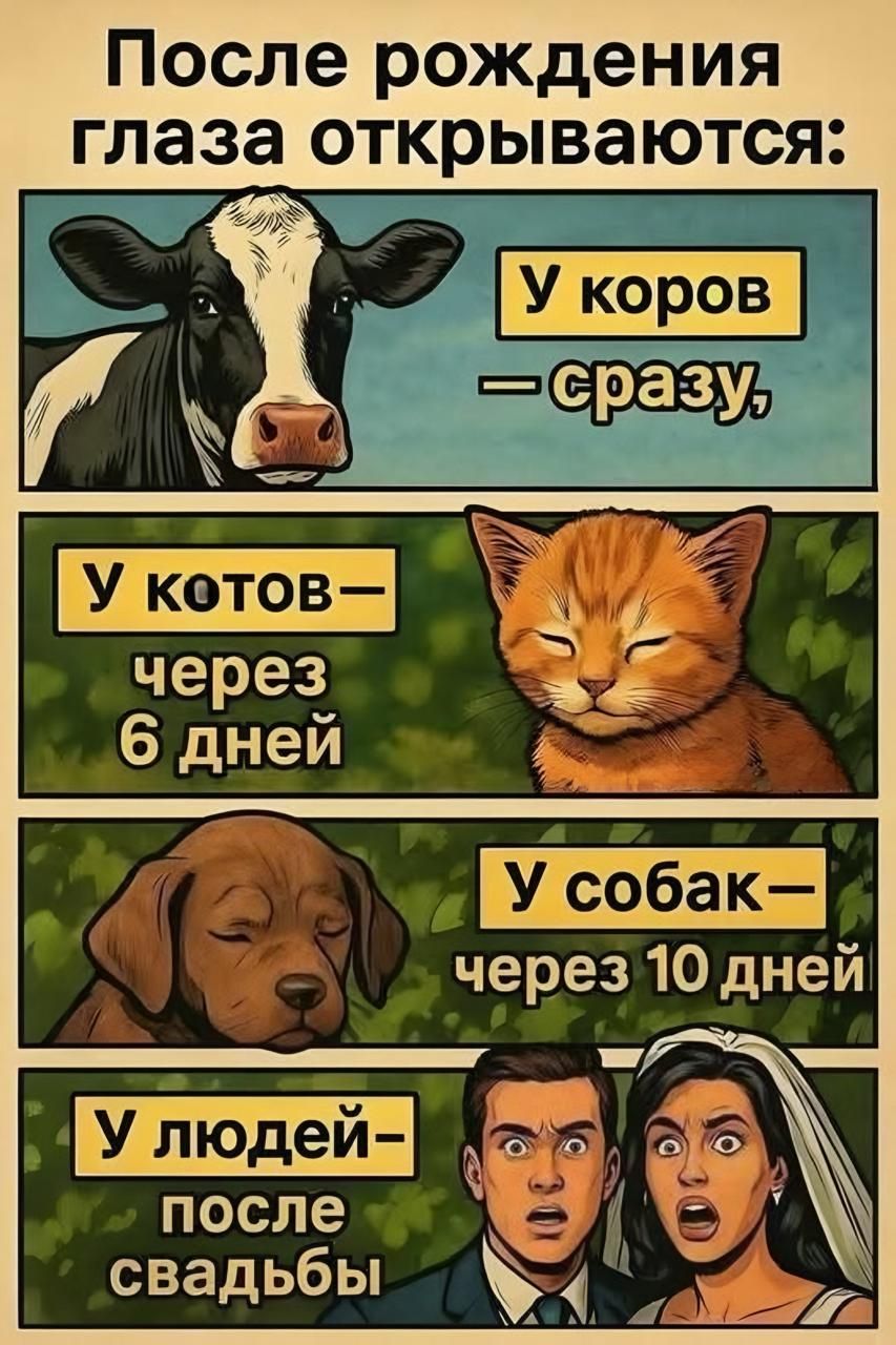 После рождения глаза открываются:

У коров — сразу,

У котов — через 6 дней,

У собак — через 10 дней,

У людей — после свадьбы.