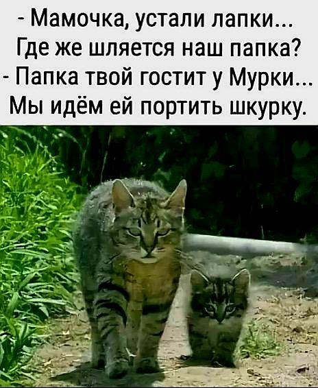 - Мамочка, устали лапки... Где же шляется наш папка? - Папка твой гостит у Murki... Мы идём ей портить шкурку.