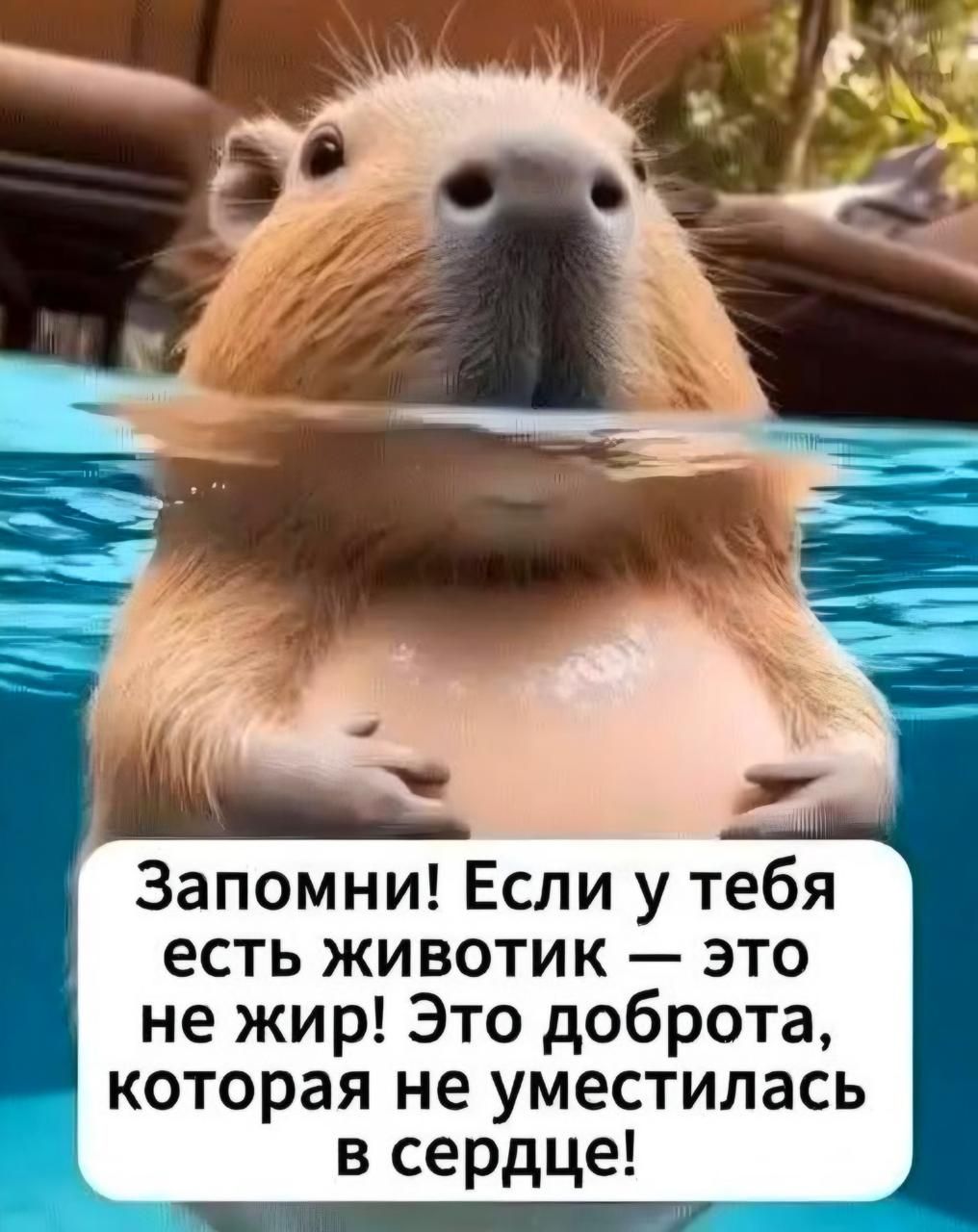 Запомни! Если у тебя есть животик — это не жир! Это доброта, которая не уместилась в сердце!