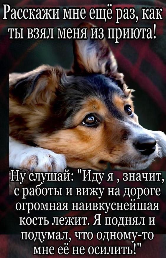 Расскажи мне ещё раз, как ты взял меня из приюта! Ну слушай: 