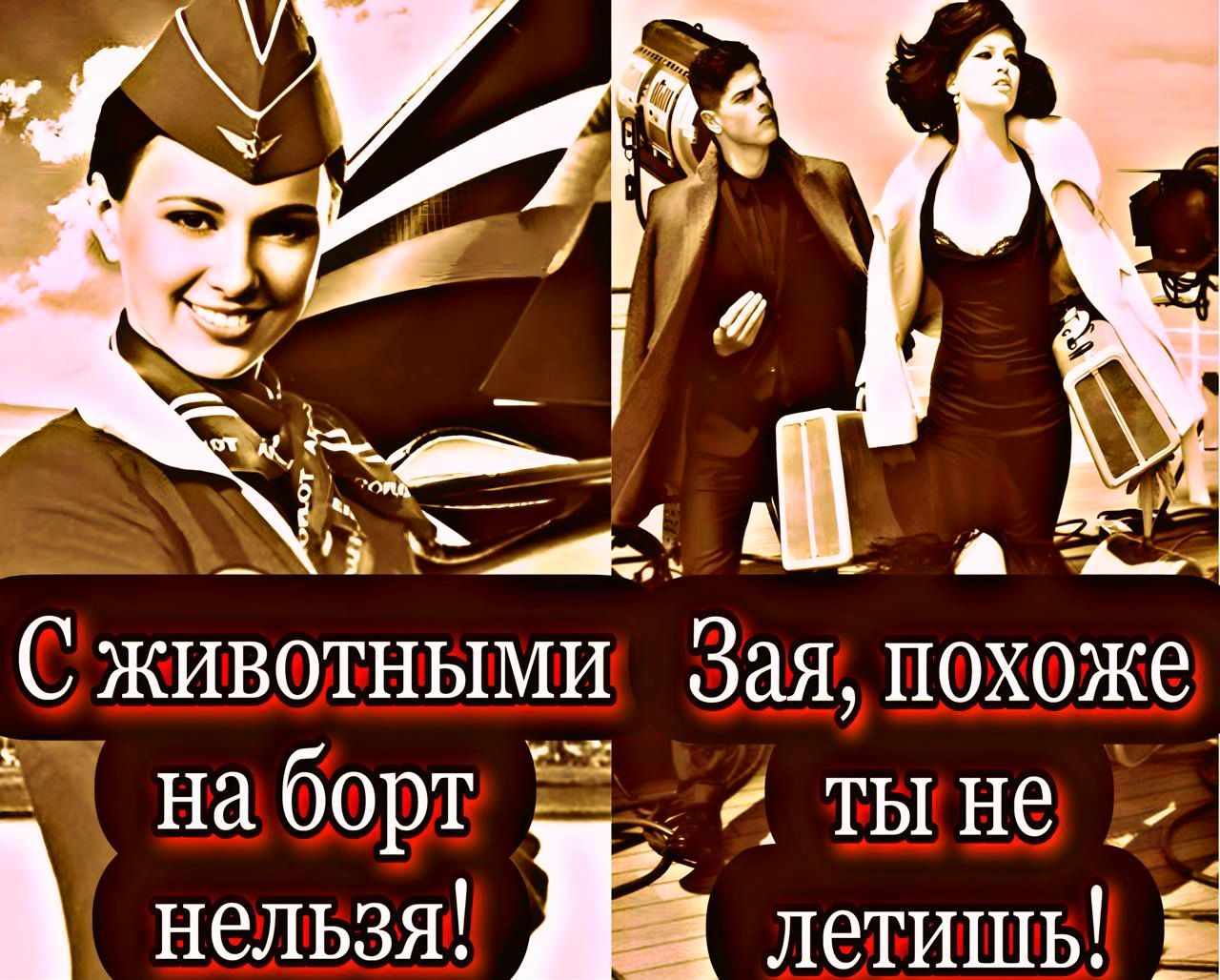 С животными на борт нельзя! Зая, похоже ты не летишь!