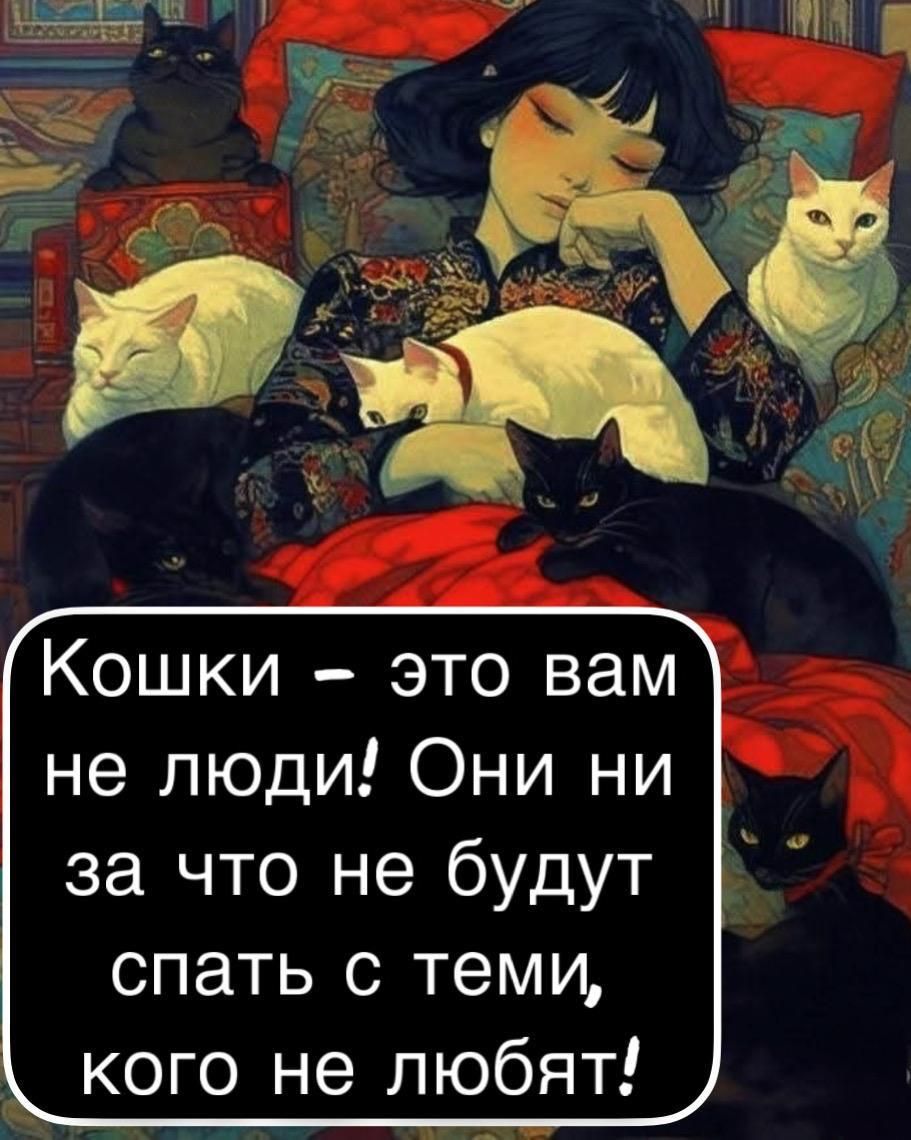 Кошки – это вам не люди! Они ни за что не будут спать с теми, кого не любят!