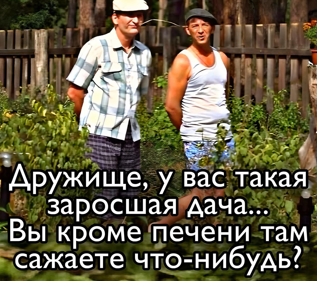 Дружище, у вас такая заросшая дача... Вы кроме печени там сажаете что-нибудь?