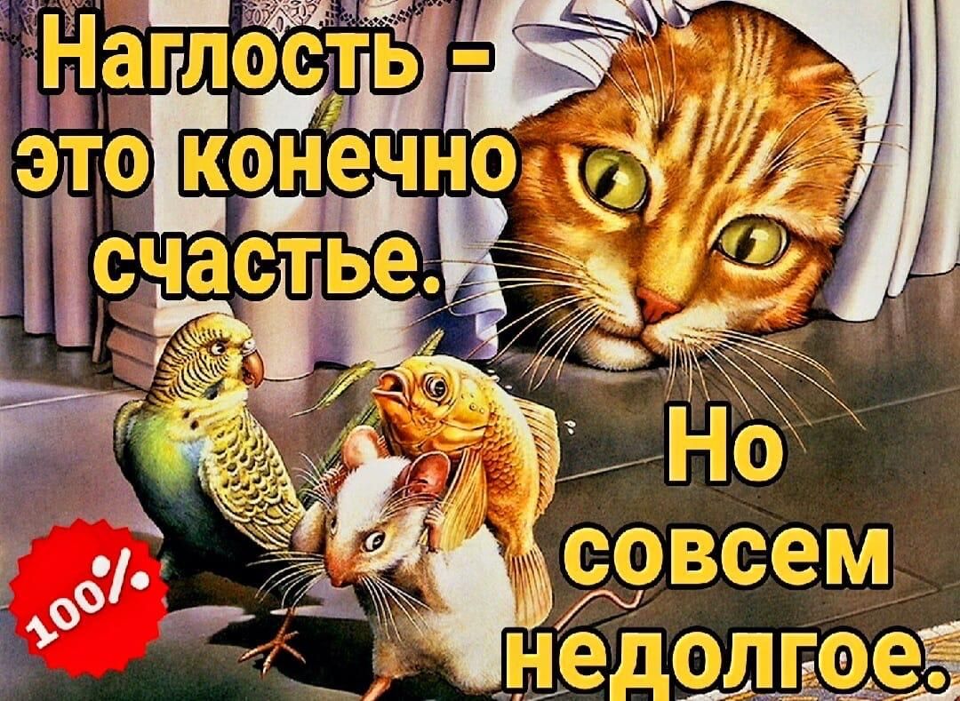 Наглость – это, конечно, счастье. Но совсем недолгое.