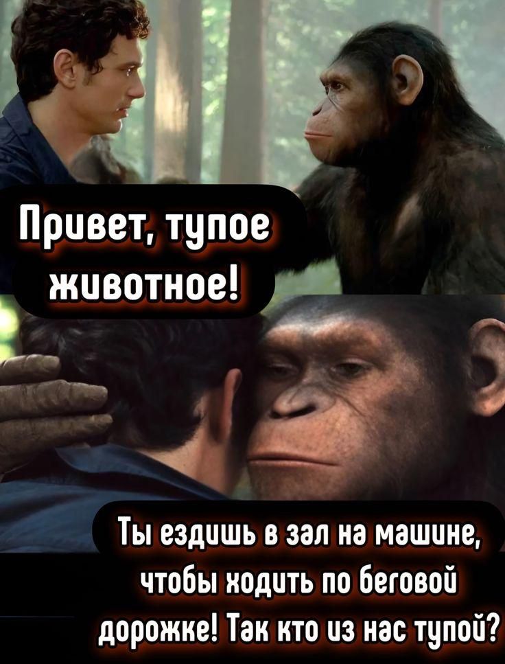 Привет, тупое животное!\nТы ездишь в зал на машине, чтобы ходить по беговой дорожке! Так кто из нас тупой?