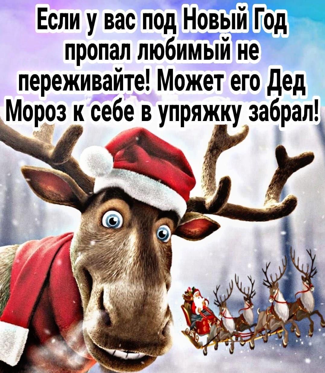 Если у вас под Новый Год пропал любимый не переживайте! Может его Дед Мороз к себе в упряжку забрал!