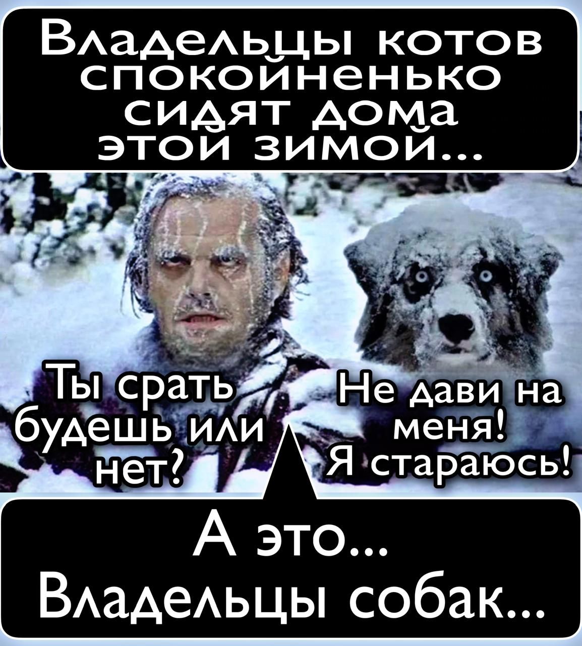 Владельцы котов спокойненько сидят дома этой зимой... Ты срать будешь, или нет? Не дави на меня! Я стараюсь! А это... Владельцы собак...