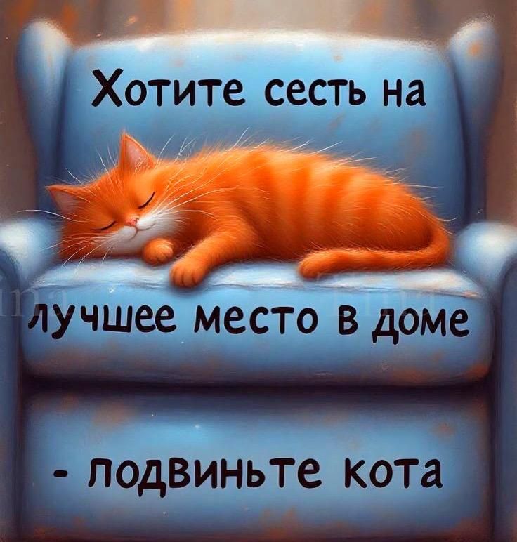 Хотите сесть на лучшее место в доме - подвиньте кота