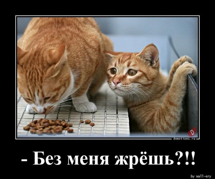 Без меня жрёшь 0