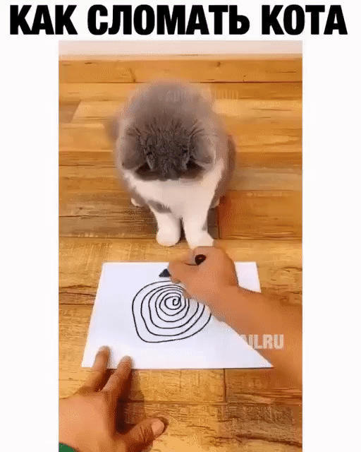 КАК ОЛПМАТЬ КОТА