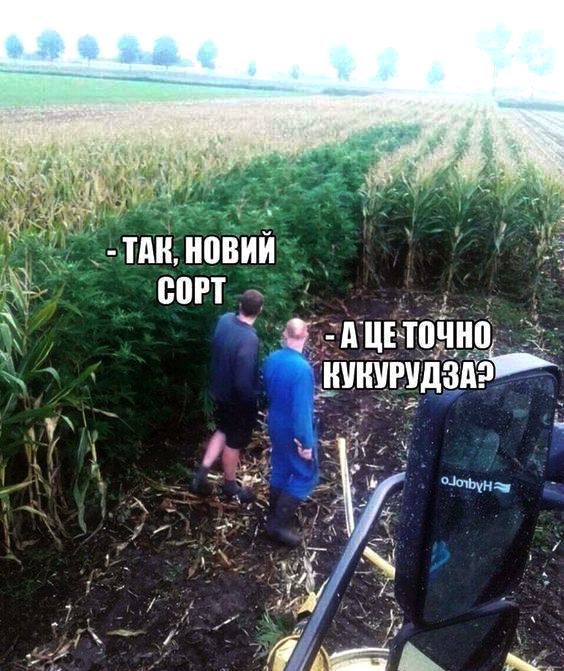 тдилновий согт ч з