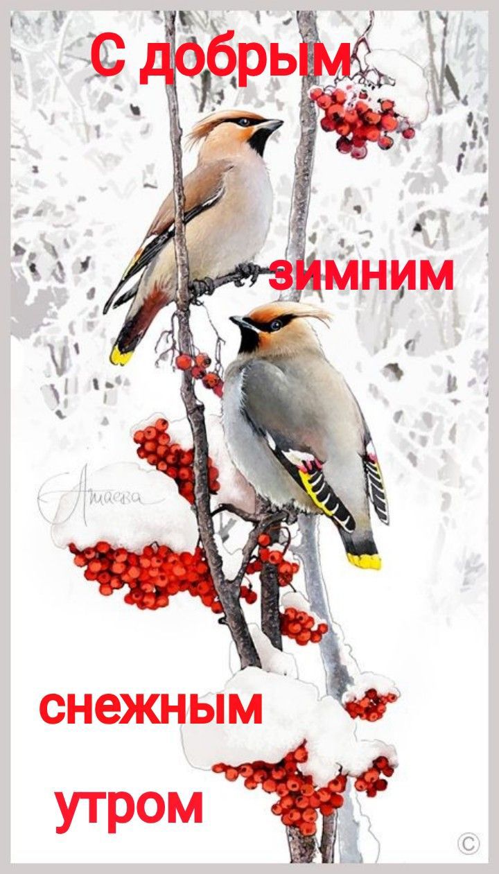 Снежным  утромт