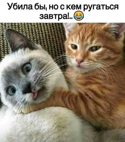 Убила бы но с кем ругаться завтра