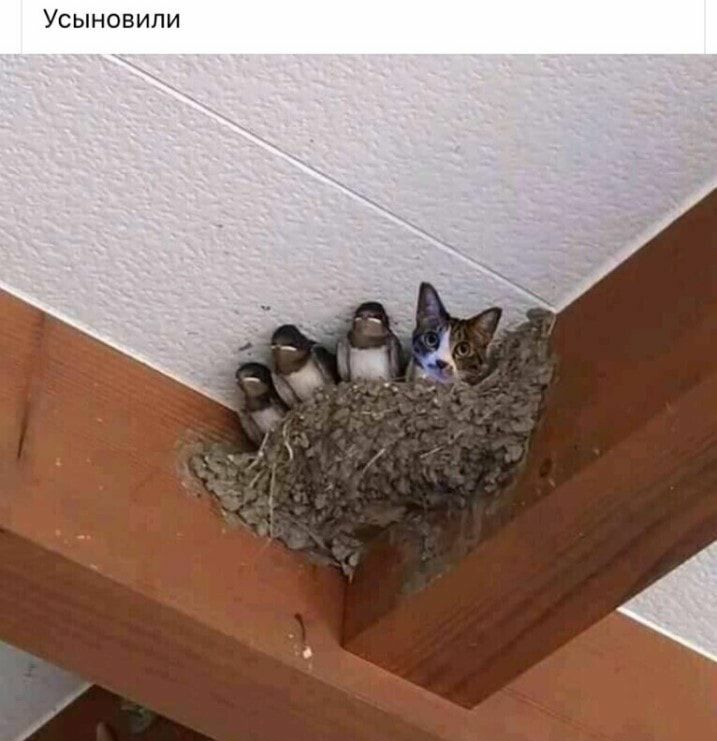 Усыновили