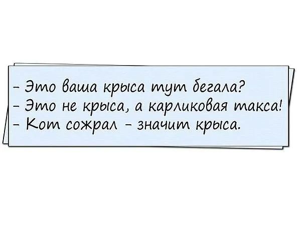 Я па н  это ваша крыса илуил бегала?  Это не крыса, а карликовая илакса!  Кои сожрал  значиил крыса.