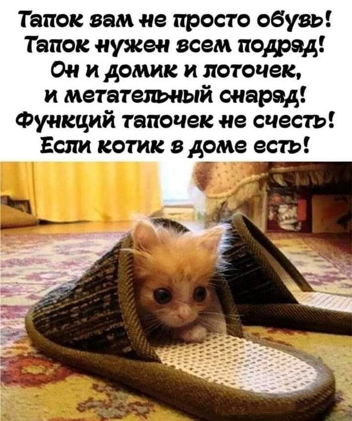 Тапок вам не просто обузь' тапок нужен всем подряд! Он и домик и лоточек, и метательный снаряд! Функций тапочек не счесть! Если котик з доме есть!