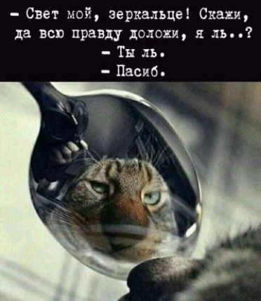 свет мой, зеркхальце! Скажи, да всю правду доложи, я ль.,?  Ты ль,  пасиб.