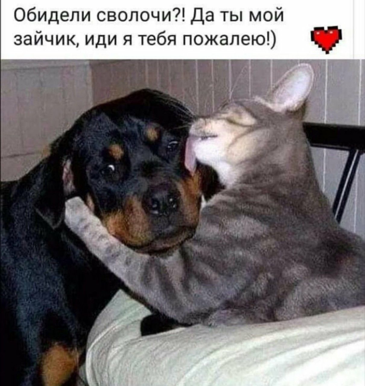 Обидели сволочи?! Да ты мой зайчик, иди я тебя пожалею!