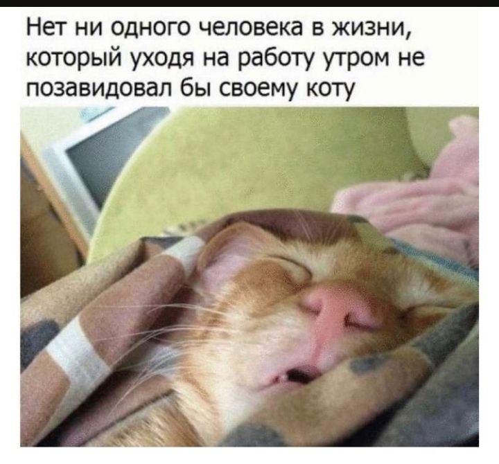НЕТ НИ ОДНОГО ЧЕЛОВЕКВ В ЖИЗНИ который уходя на работу утром не позавидовал бы своему коту