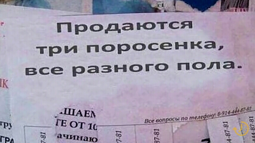 пРОдаются ТРИ поросенка Все Разного Пола