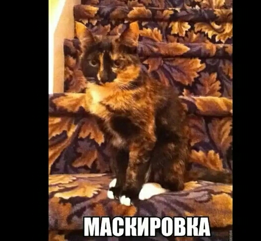 ммшипчзвип