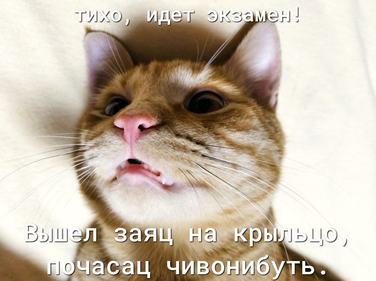 ТИХ О