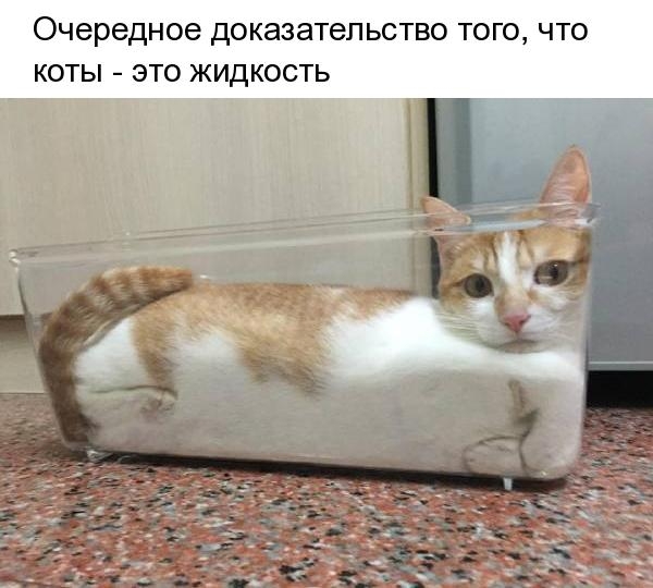 очередное ДОКЭЗЭТеПЬСТВО ТОГО ЧТО КОТЫ ЭТО ЖИДКОСТЬ