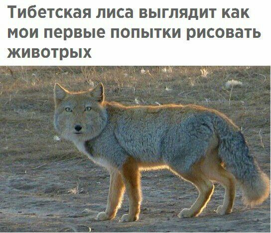 тибетская ЛИСЗ ВЫГЛЯДИТ КВК МОИ первые ПОПЫТКИ рисовать ЖИВОТРЫХ