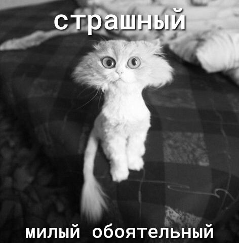 къ милый обоятельный
