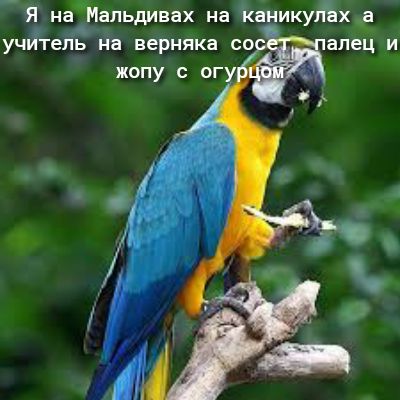 Я наМапьдивах на каникууБхё учптеуЁ На верняка со апец и