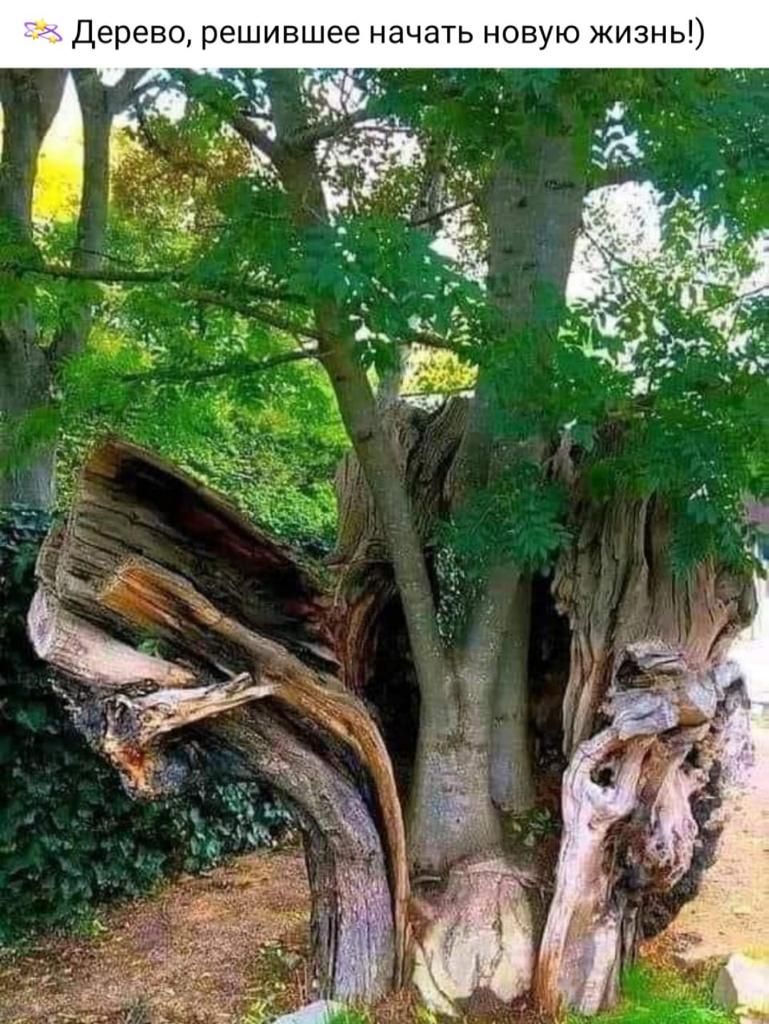 Дерево решившее начать новую жизнь
