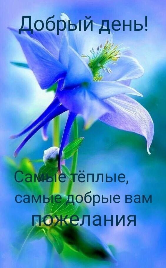 Добрый день 7