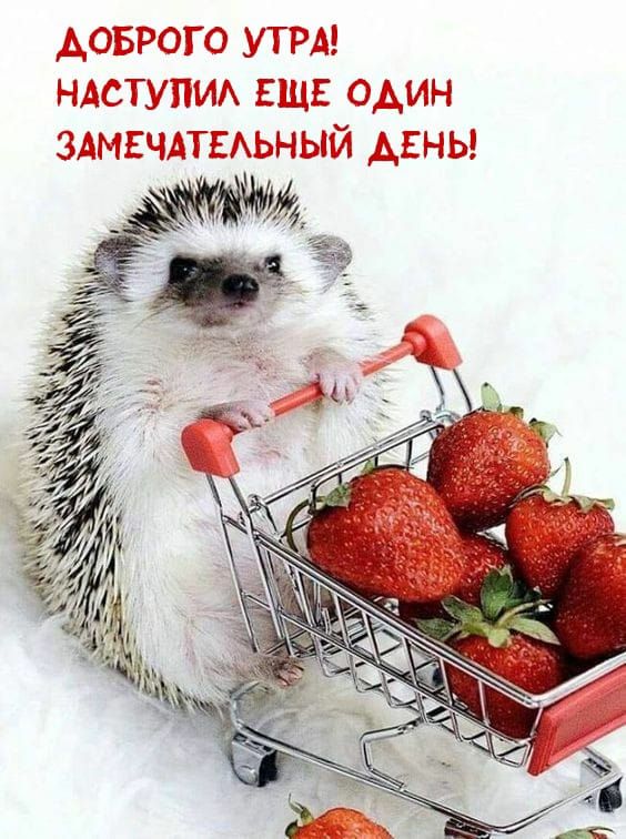 доэгогс УТРА нравытм ЕШЕ один здмачдтвхыхый даны
