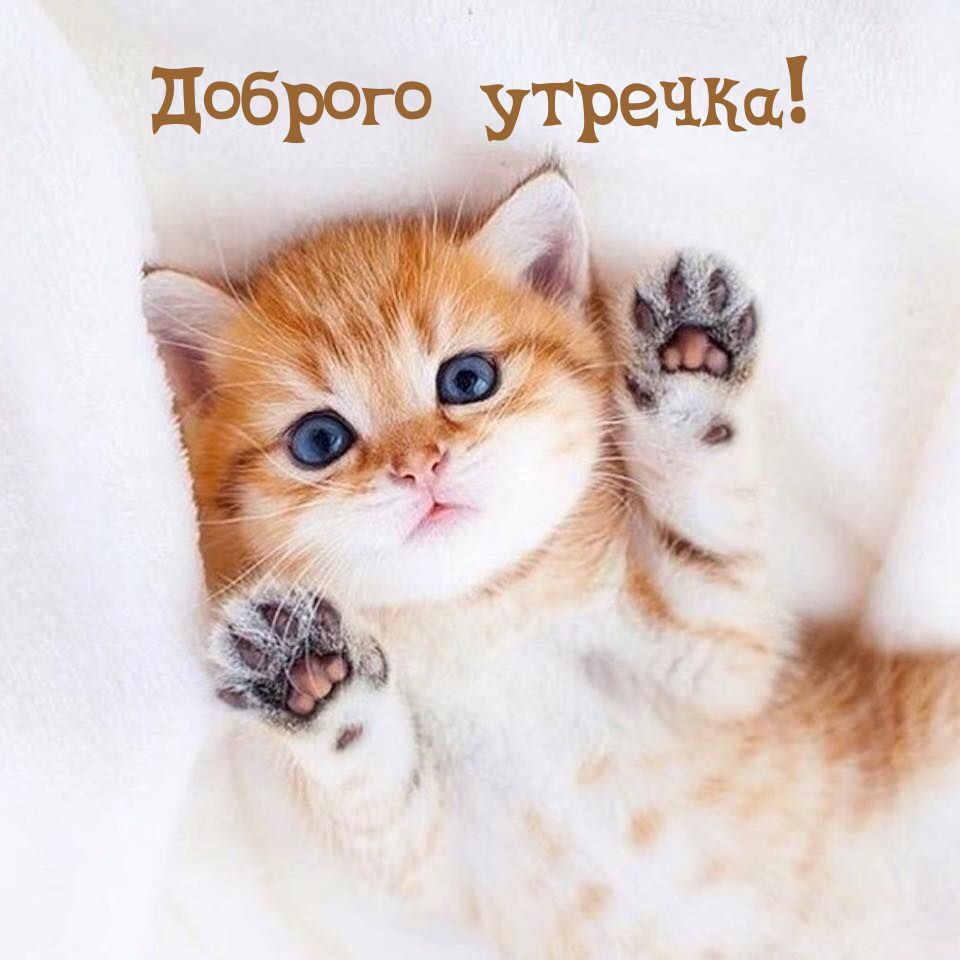 доброго утречка