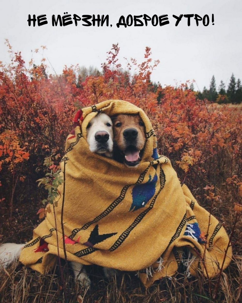 нг мёвни довёог ути