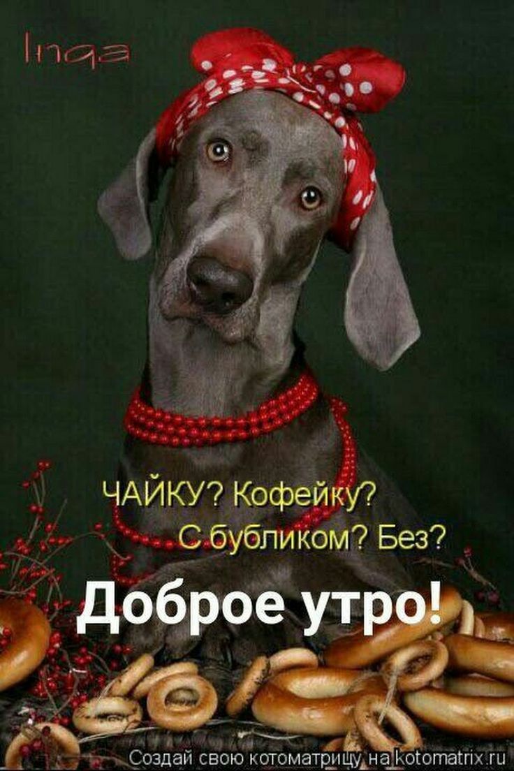 ЧАЙКУ Кефейт с бубликоьл Без Р доброе утр Создай свою котоматаиьійиа Кокотапіх