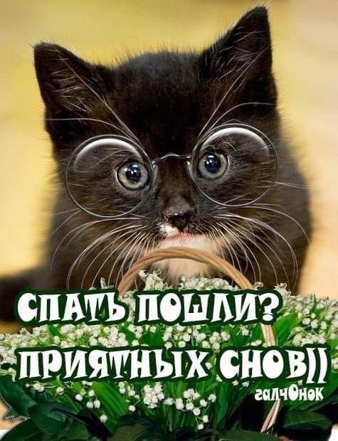 ЗЁЁЁЁНЫХ снт гг о ЦЧЁ
