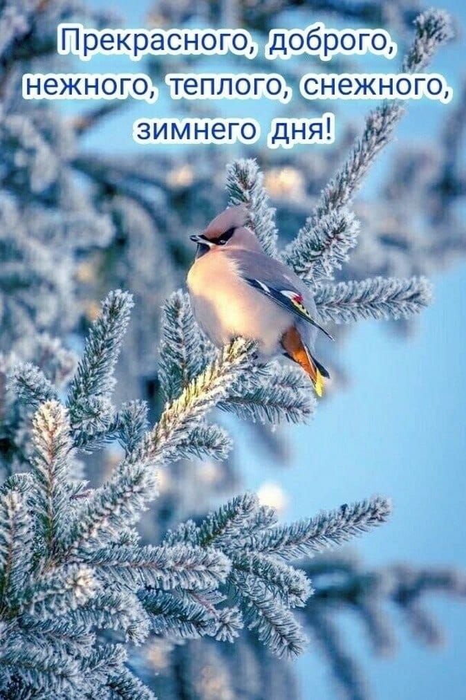 Прекрасного доброго нежного теплого снежного зимнего дня