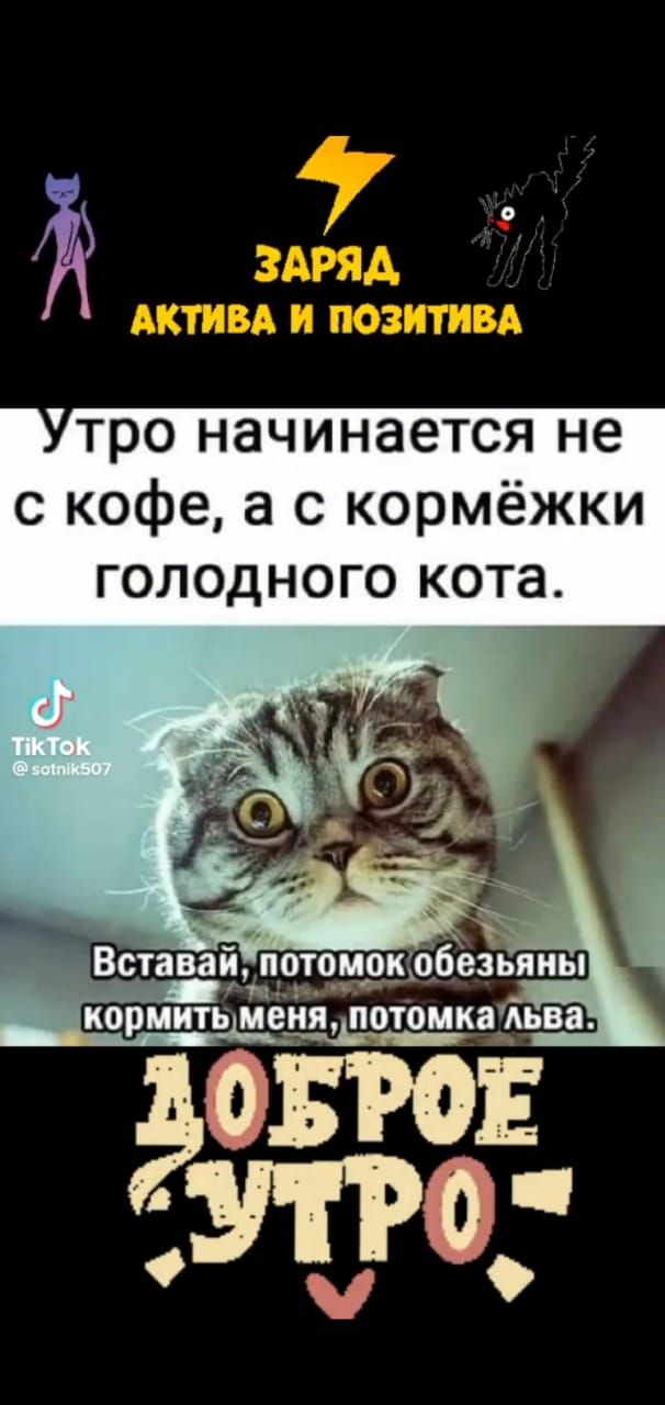 тро начинается не с кофе а с кормёжки голодного кота