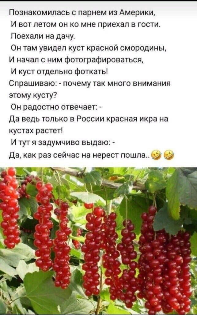 Познакомилась с парнем из Америки И вот пеюм он ко мне приехал в гости Поехали на дачу Он там увидел куст красной смородины И начал с ним Фотографировагьси И уст отдельно Фоткать Спрашиваю почему так много внимания этому кусгу Он радосто отвечает Да ведь только в России красная икра на кустах растет И тут я задумчиво выдаю Да как раз сейчас на нерест пошла