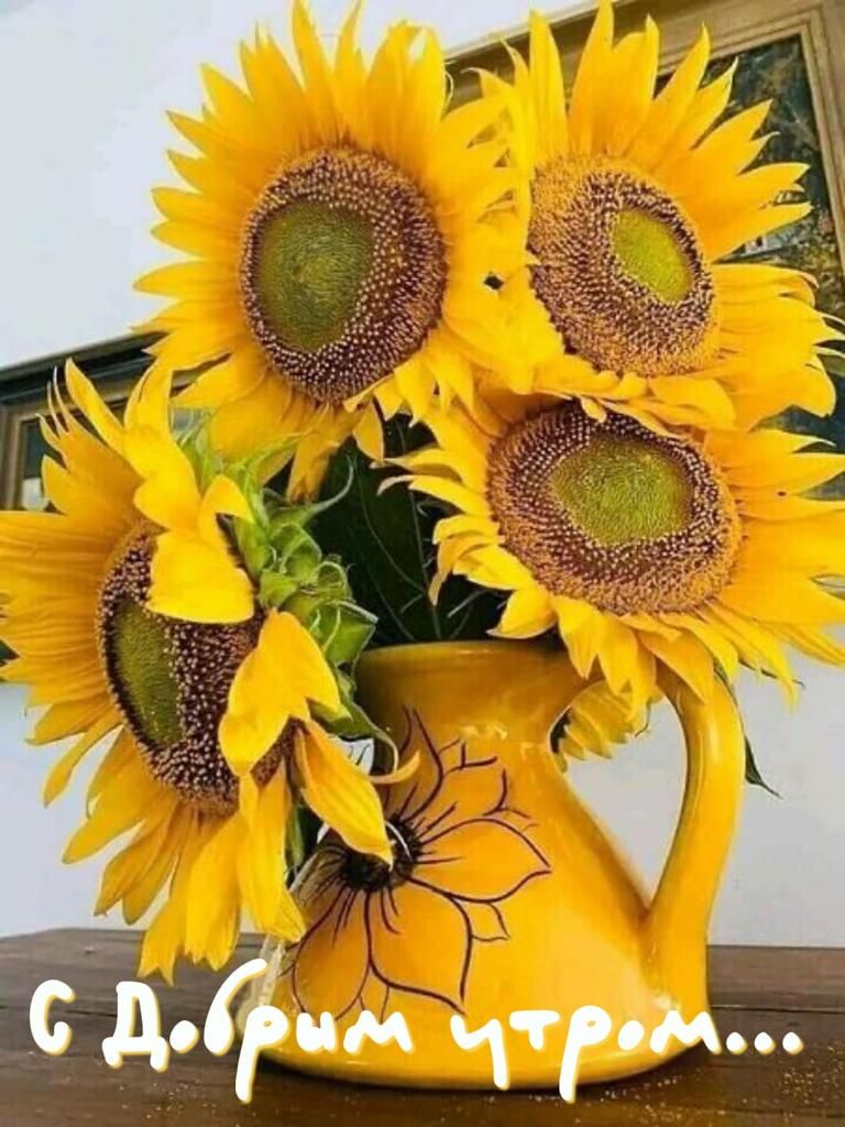 Риптідофим 19 м