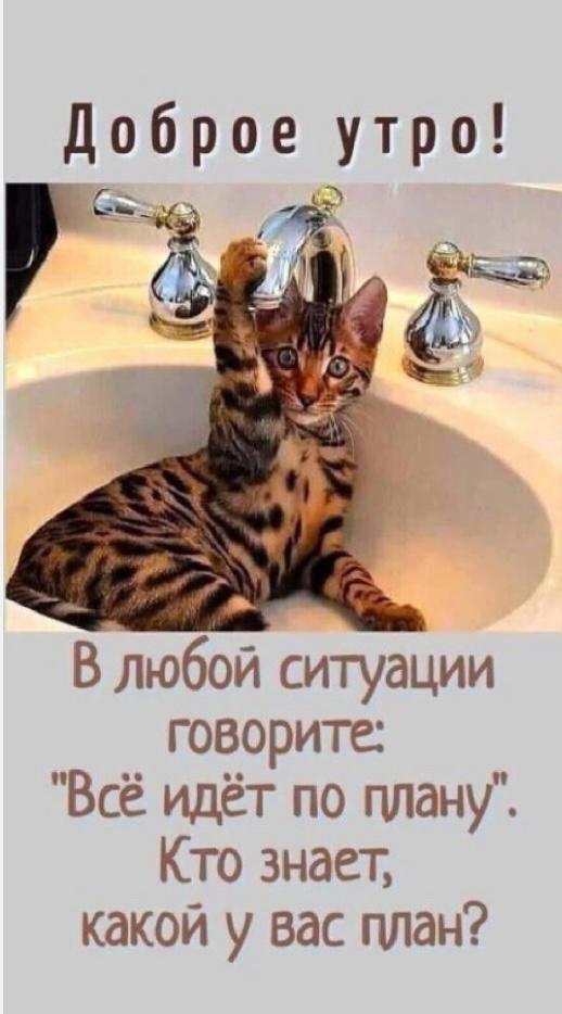 Доброе утро В любой ситуации говорите Всё идёт по плану Кто знает какой у вас план
