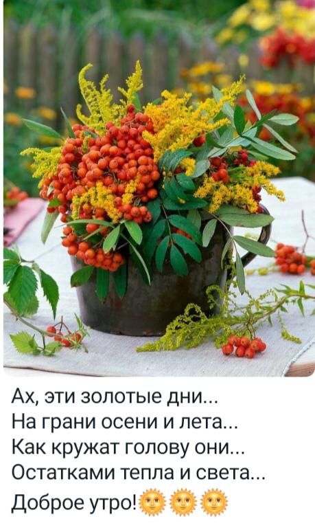 Ах эти золотые дни На грани осени и пета Как кружат голову они Остатками тепла и света Доброе утро