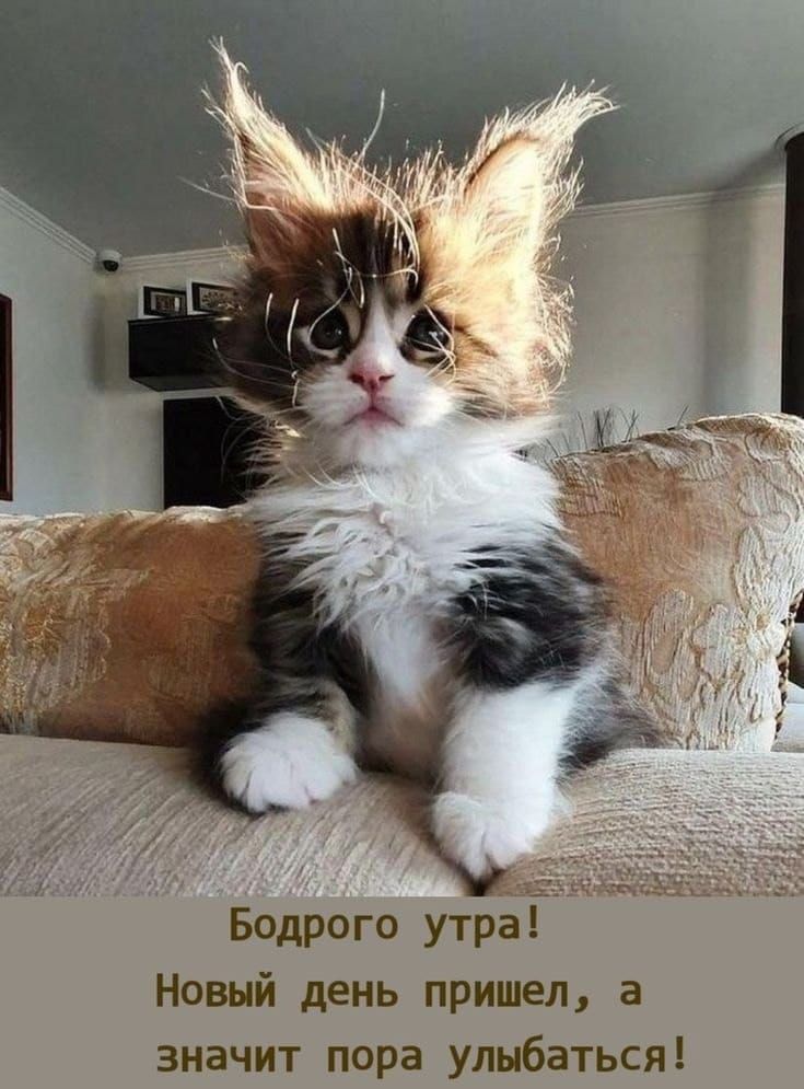 Бодрого утрат Новый день пришел а значит пора улыбаться