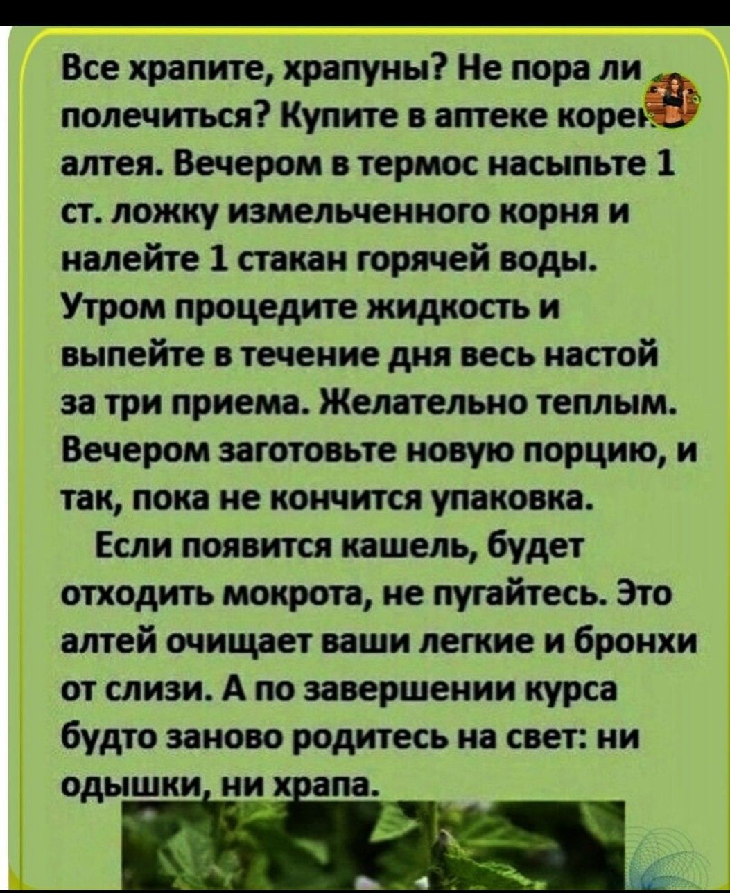 Все храпите храпуны Не пора ли полечиться Купите в аптеке алтея Вечером в термос насыпьте 1 ст ложку измельченного корня и налейте 1 стакан горячей воды Утром процедите жидкость и выпейте в течение дня весь настой за три приема Желательно теплым Вечером заготовьте новую порцию и так пока не кончится упаковка Если появится кашель будет отходить мокрота не пугайтесь Это алтей очищает ваши легкие и б