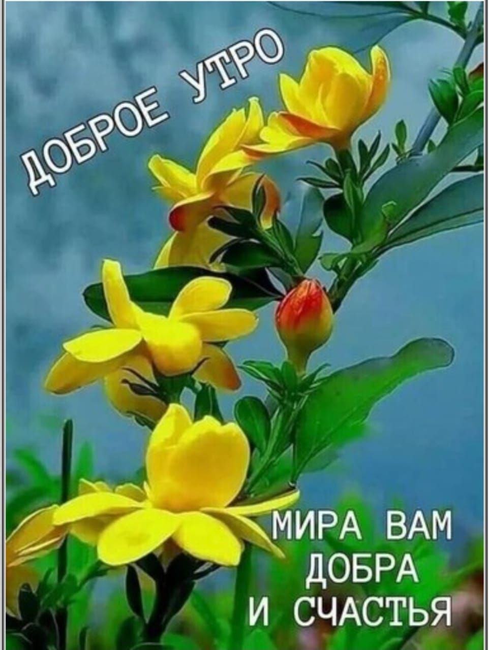 ИРА ВАМ ДОБРА и сзчАстья