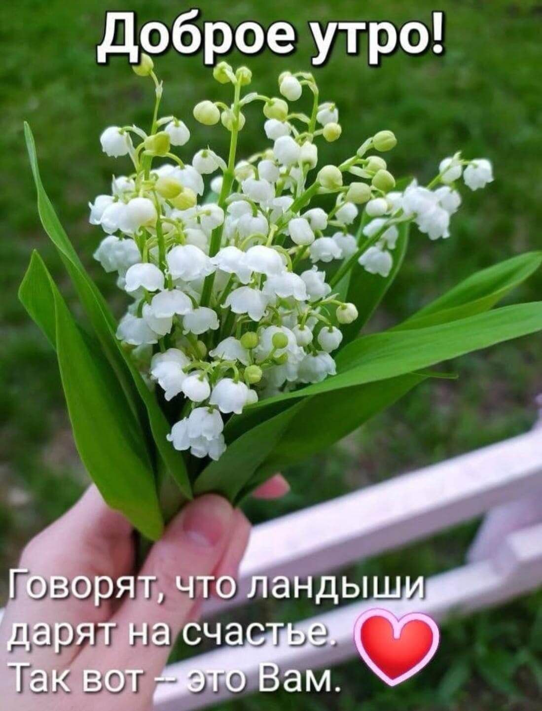 Доброе утро! Говорят, что ландыши дарят на счастье. Так вот – это Вам. ❤️