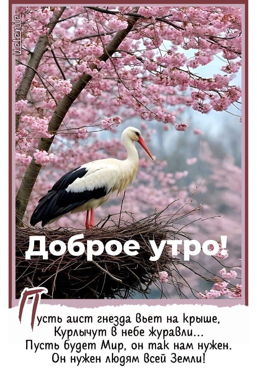 Доброе утро! Пусть аист гнезда вьет на крыше, Курлычут в небе журавли... Пусть будет Мир, он так нам нужен. Он нужен людям всей Земли!