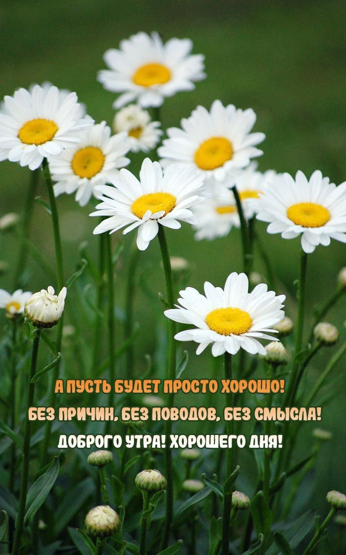 А пусть будет просто хорошо! Без причин, без поводов, без смысла! Доброе утро! Хорошего дня!