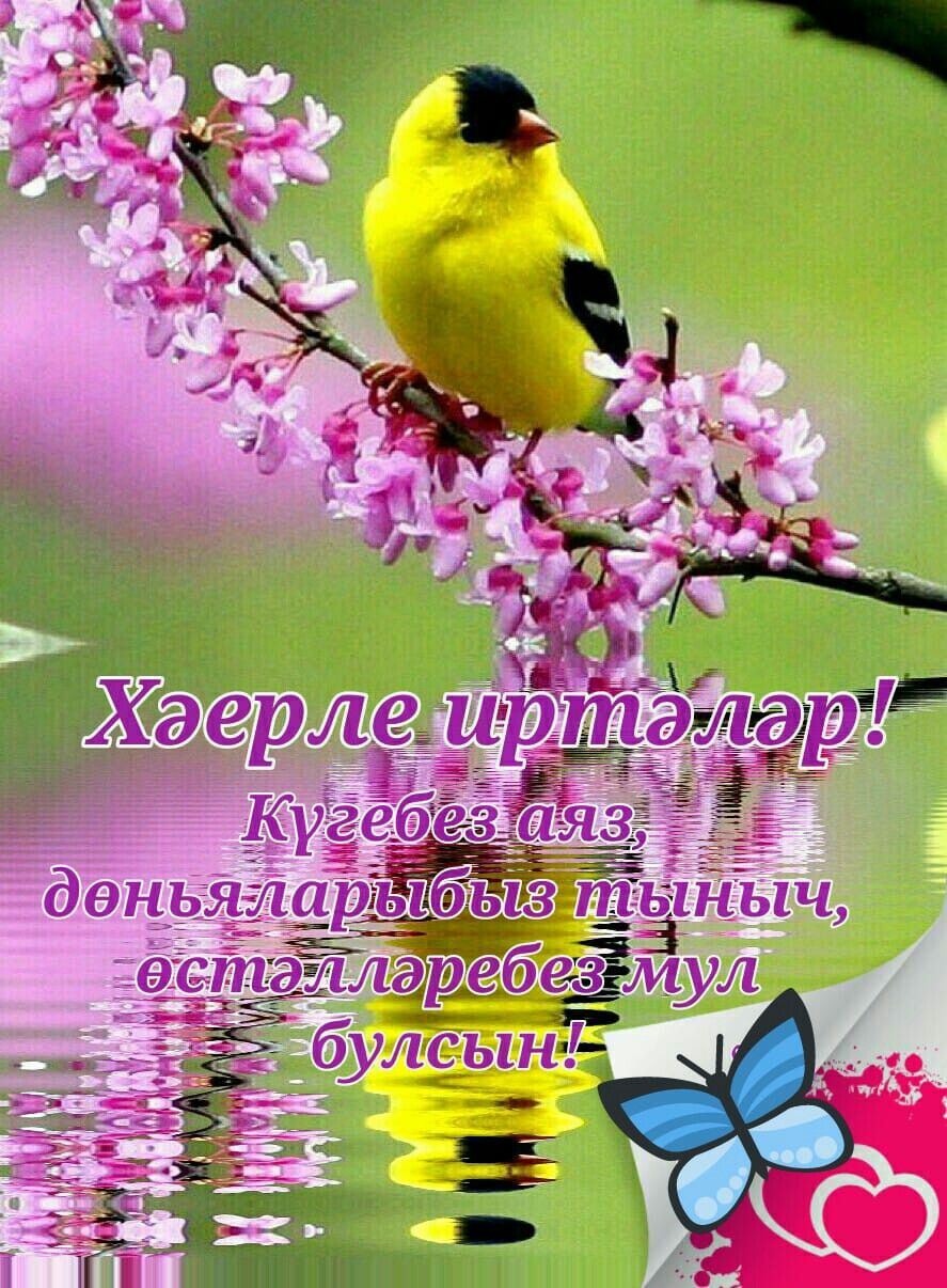 Хәерле иртәләр! Күгәбез аяз, дөньяларыбыз тыныч, күңелләребез мул булсын!